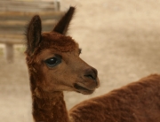 Alpaca at Pyramid Pucllana