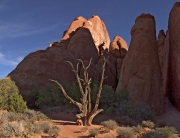 Dead Tree in Arches