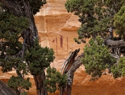 Head of Sinbad Pictograph